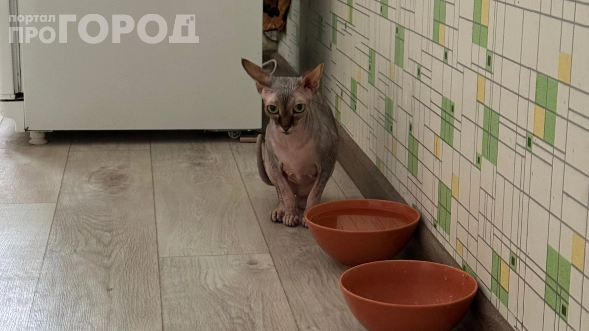 Кошка вылизывает желе, но не ест мясо: 5 причин, о которых вы не догадывались — проверьте свою