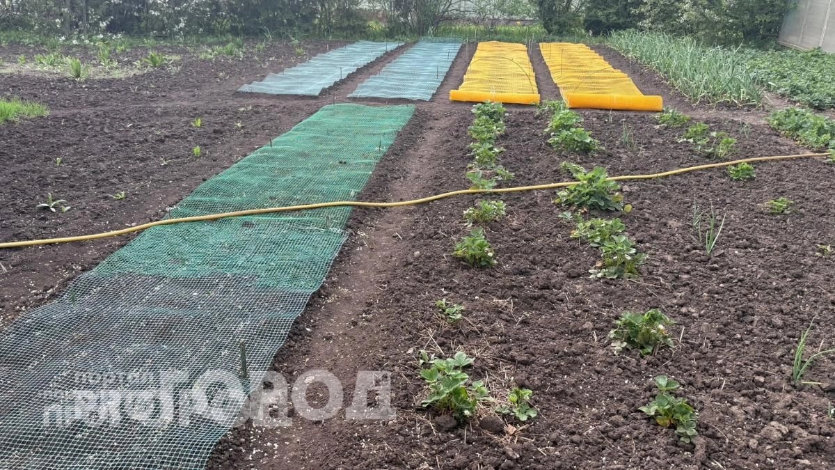 Больше ни одного холмика на грядках: использую этот простой предмет и кроты покидают участок навсегда