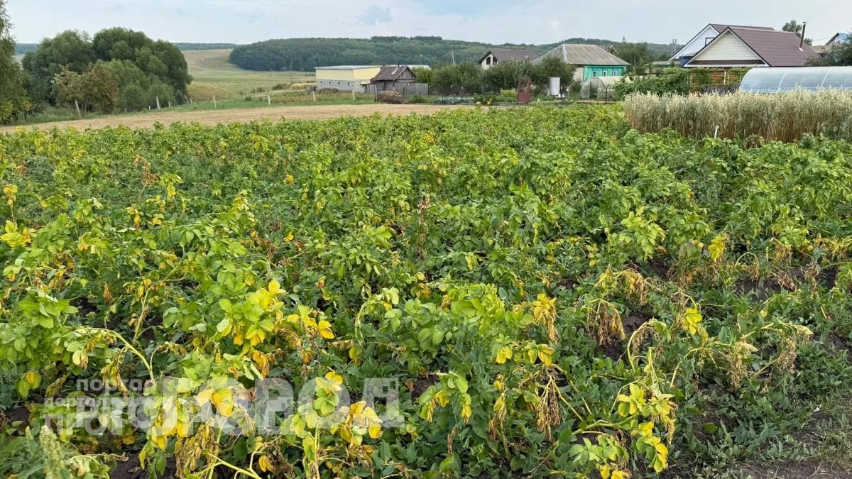 Больше не трачу деньги на химию: высаживаю этот простой цветок между рядами картофеля для защиты от жуков
