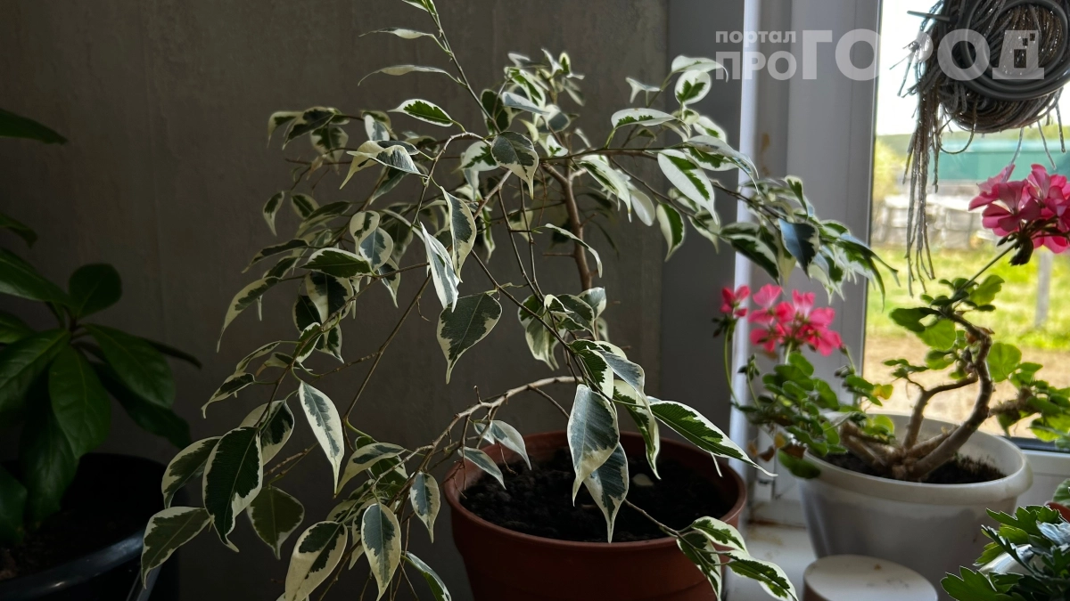 Фикус Бенджамина на грани: 5 фатальных ошибок в уходе, из‑за которых растение чахнет на глазах