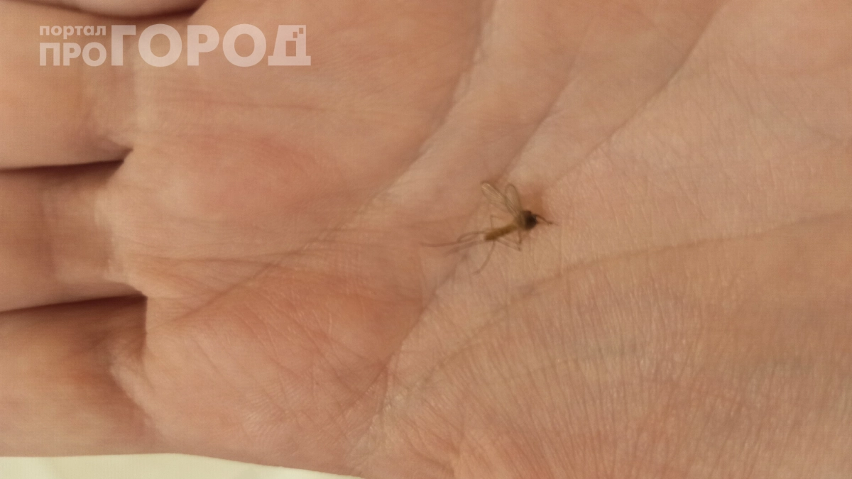Делаю ловушку из бутылки за 10 минут — и комары исчезают на две недели: работает лучше ультразвука