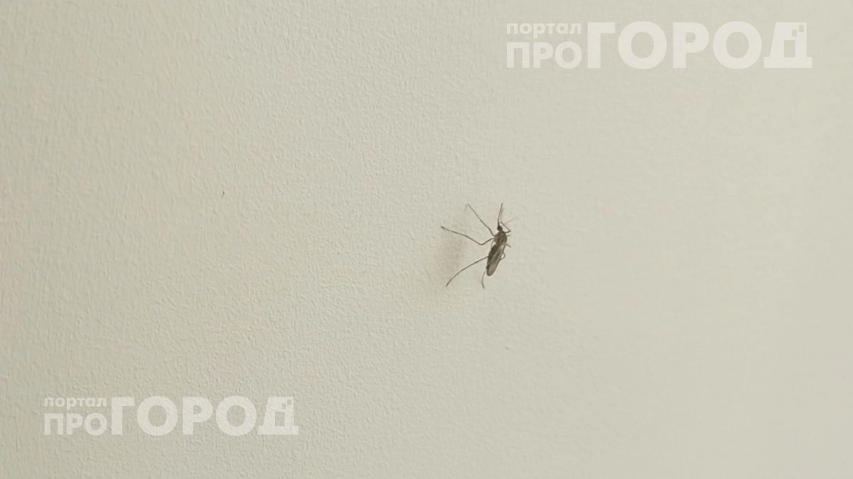 Комары исчезнут с участка за минуту: простой аптечный раствор действует эффективнее любых дорогих спреев