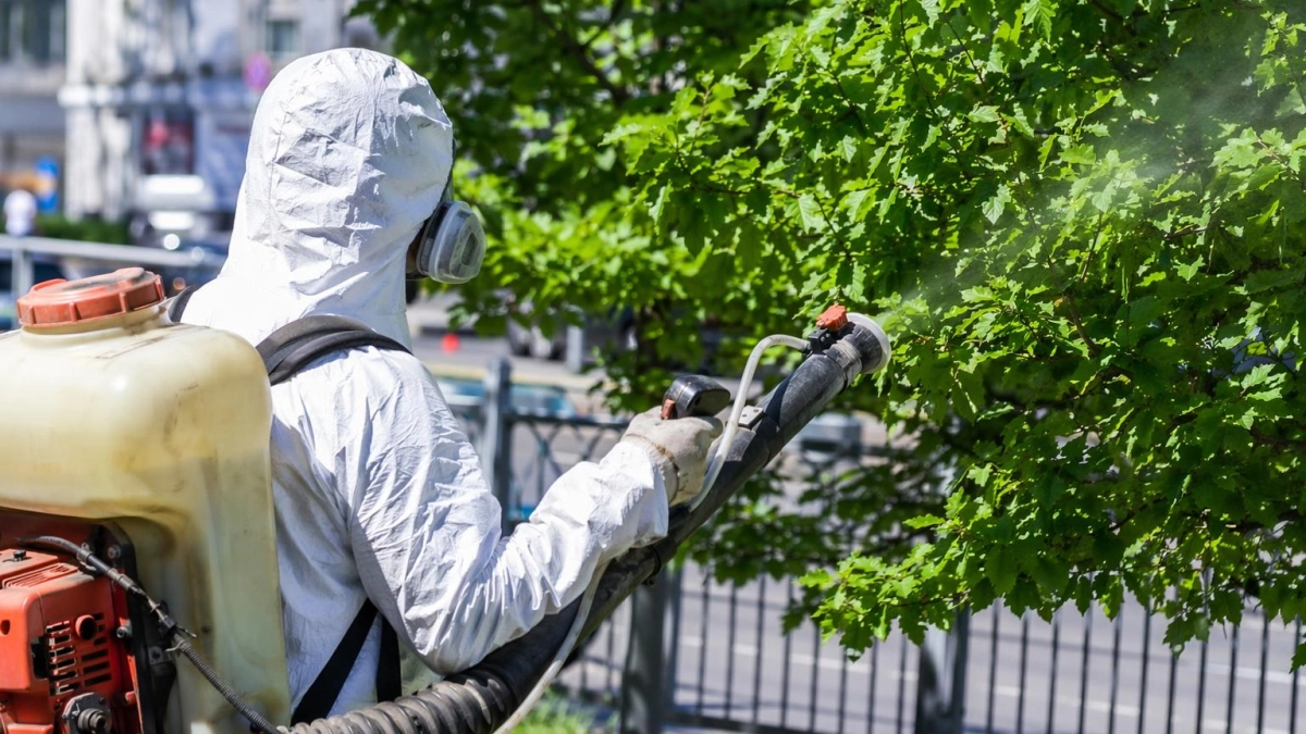 В Хостинском районе Сочи начали обработку очагов американской белой бабочки