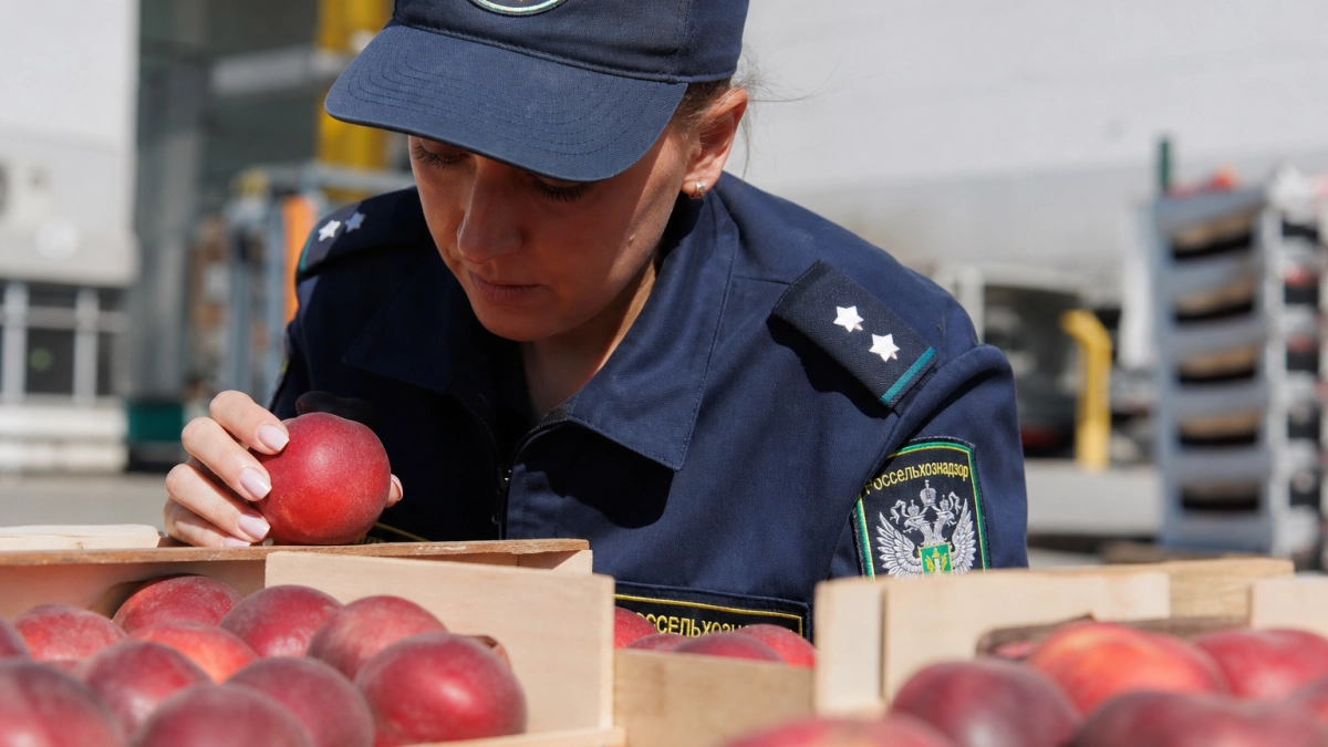 В Краснодаре обеззаразили более 15 тонн фруктов из Узбекистана с карантинным вредителем