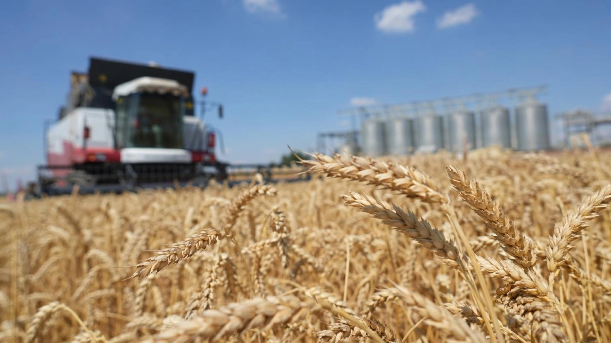 Почти 80% первых партий кубанской пшеницы отнесли к продовольственным классам