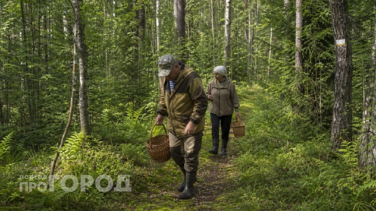 От опят до белых: лучшие грибные маршруты Краснодарского края