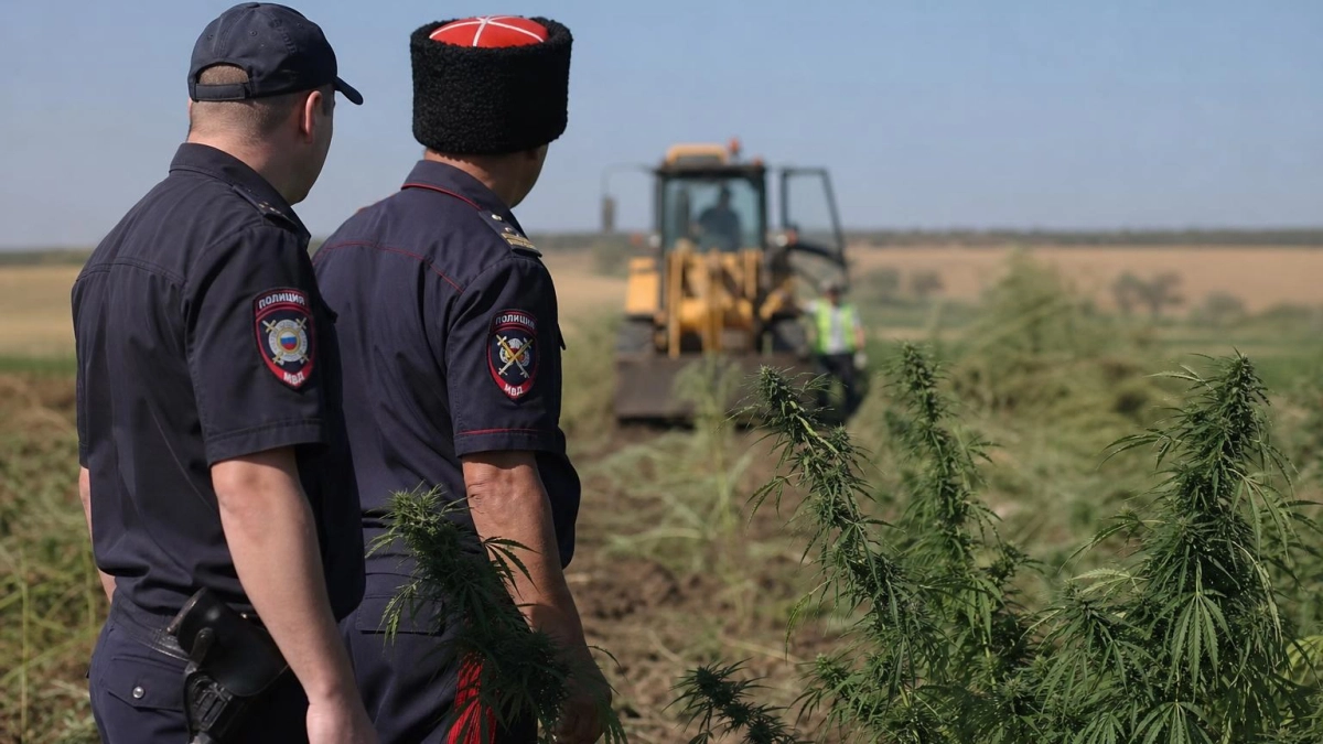 На Кубани полиция и казаки уничтожили 2,2 тысячи кустов дикорастущей конопли