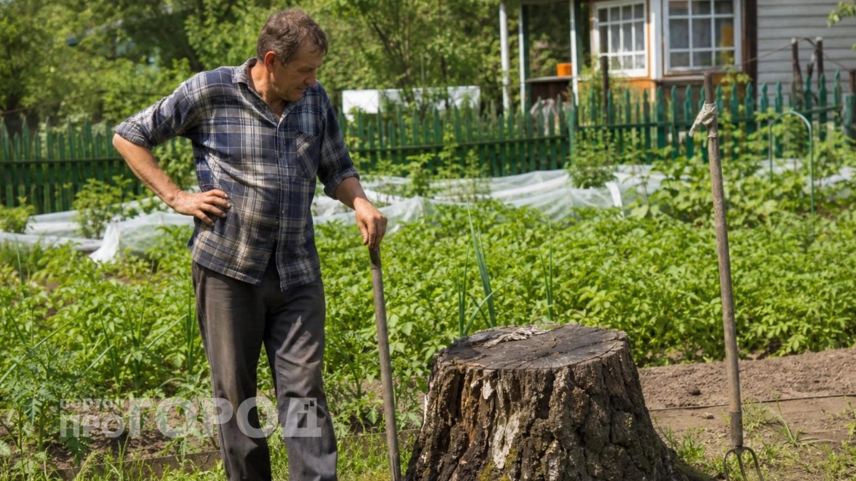 Хватит мучиться с лопатой: китайский способ удаления пней позволяет избавиться от корня без тяжелой работы