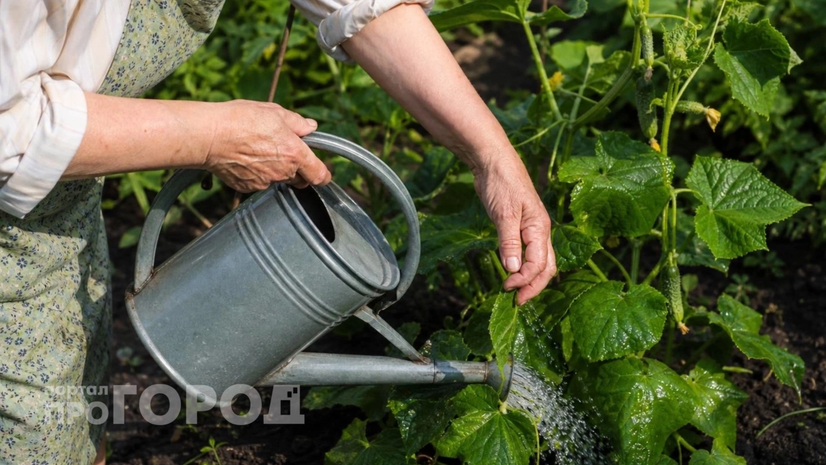 Огурцы сбрасывают завязи в жару: исправьте одну ошибку в поливе и собирайте урожай ведрами до самой осени