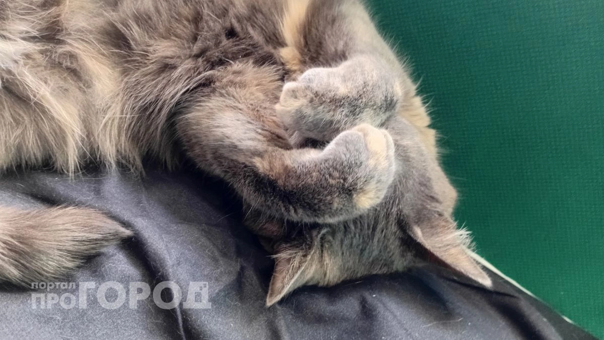 Вы перестанете ругать кошку после этого: что она испытывает на самом деле и как это портит ваши отношения