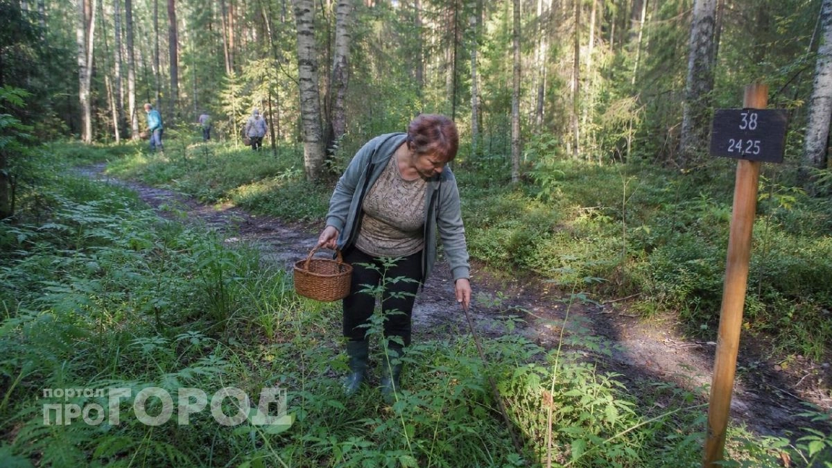 Где на Кубани собирают полные ведра белых грибов: список локаций