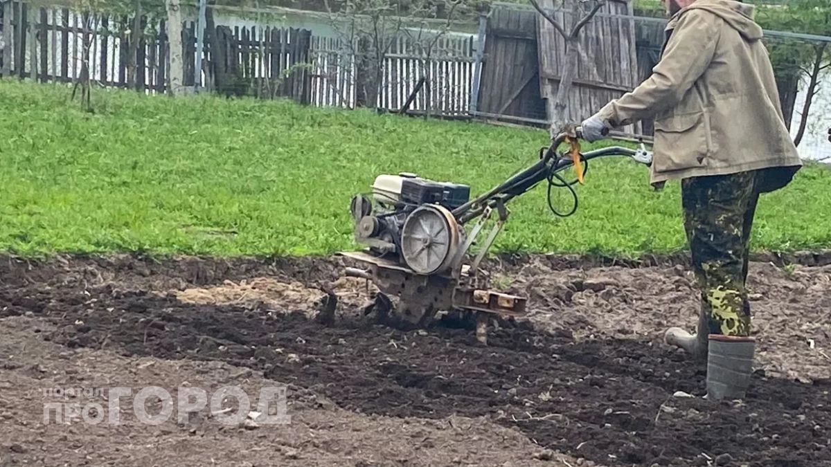 Оставьте горчицу для других: этот неприметный сидерат превращает землю в рыхлый пух лучше любой химии