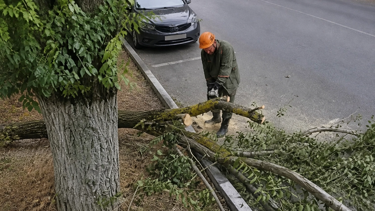 В Новороссийске после сильного ветра вывезли 21 упавшее дерево