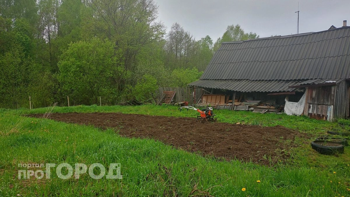 Забудьте про покупку навоза: горсть этой крупы сделает почву плодородной и рыхлой как пух уже в сентябре