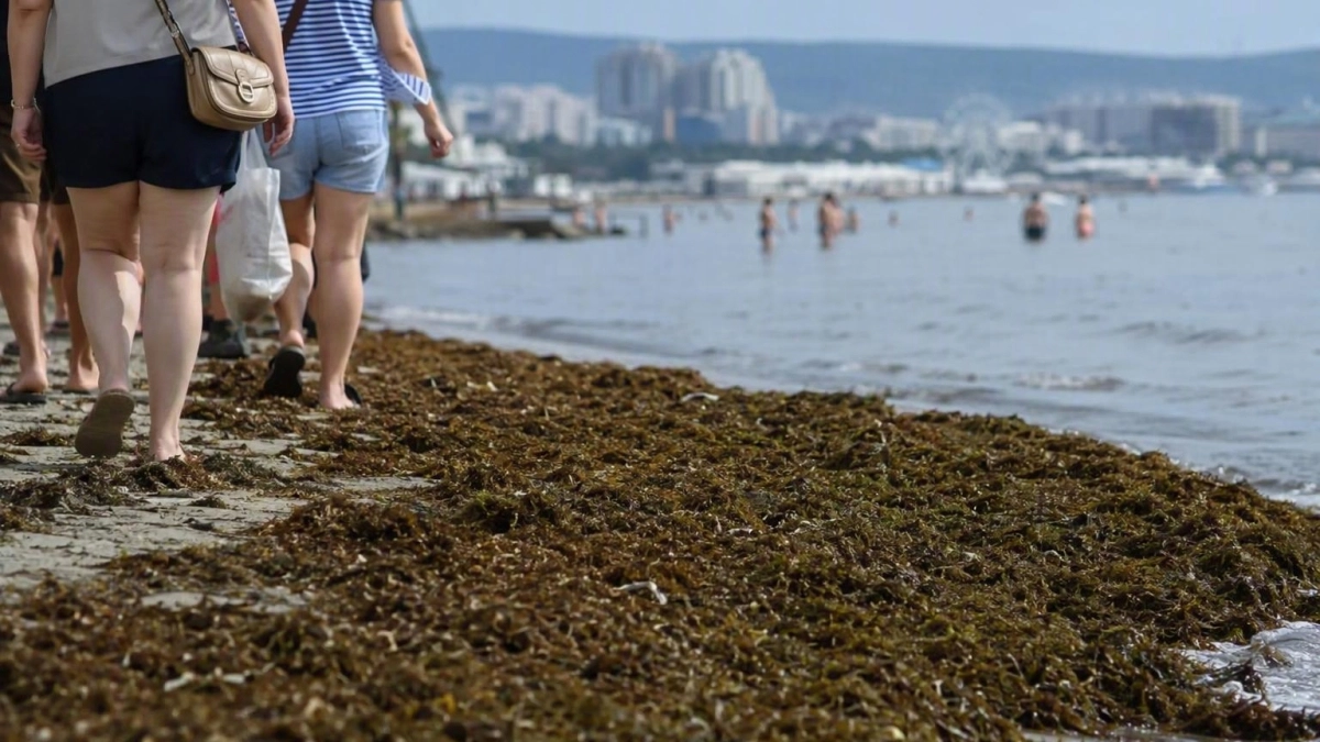 Центральный пляж Анапы вновь накрыла камка — к морю стало почти не пройти