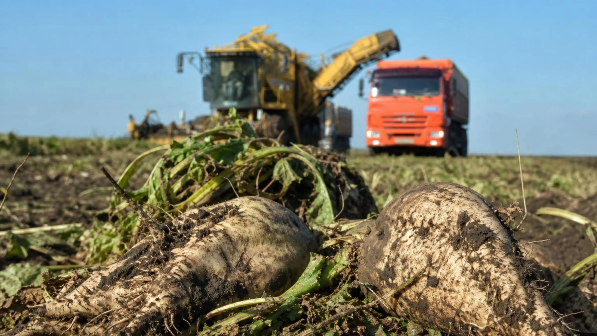 Урожайность сахарной свеклы на Кубани превысила 500 центнеров с гектара