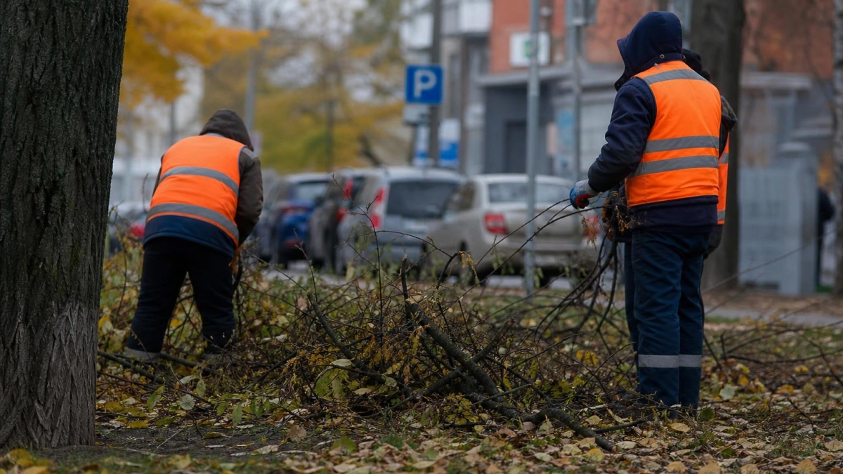 В Краснодаре объяснили вырубку на Промышленной аварийным состоянием четырех деревьев