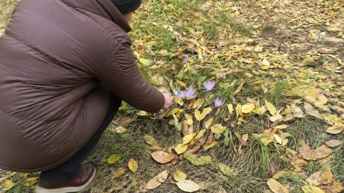 На Собер-Баше зафиксировали редкое массовое цветение краснокнижного шафрана