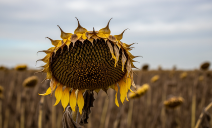 Кубань получила рекордные 3,2 млрд рублей страховых выплат после засухи и заморозков в 2025 году